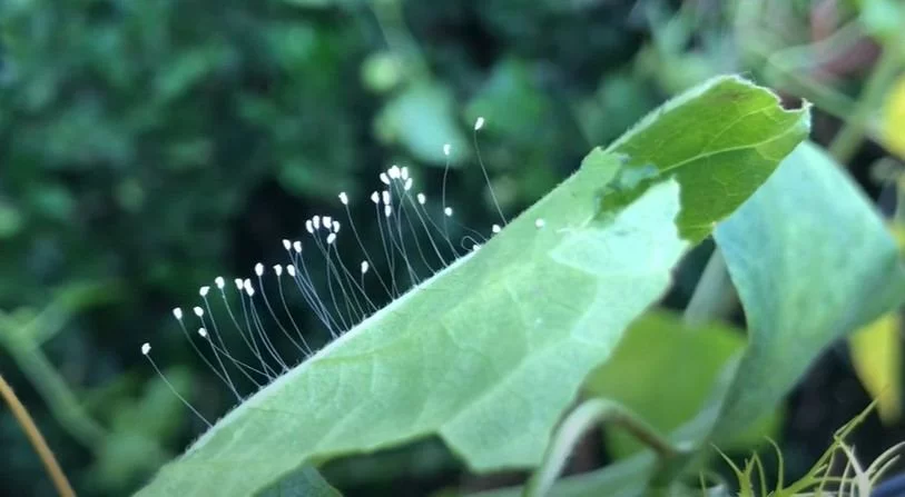 Udumbara Flower